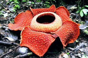 Gambar Bunga Bangkai