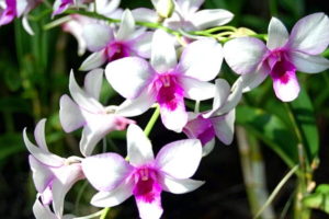 Gambar Bunga Anggrek