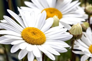 Gambar Bunga Aster