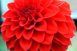 Gambar Bunga Dahlia