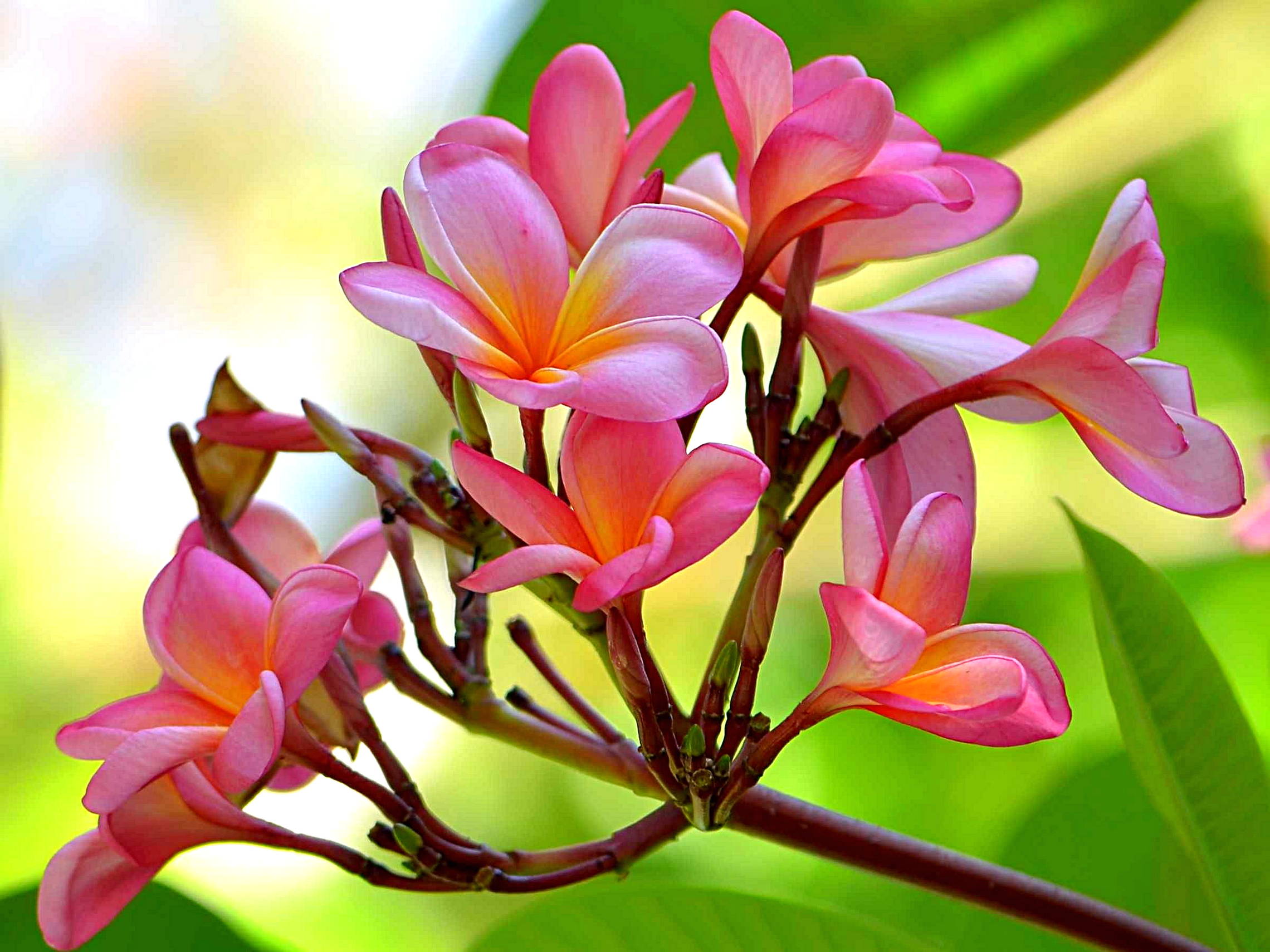 Paling Bagus 30+ Gambar Bunga Kamboja Di Kanvas - Gambar Bunga HD