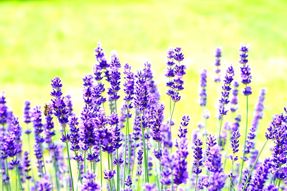  Gambar Bunga Lavender  Harian Nusantara
