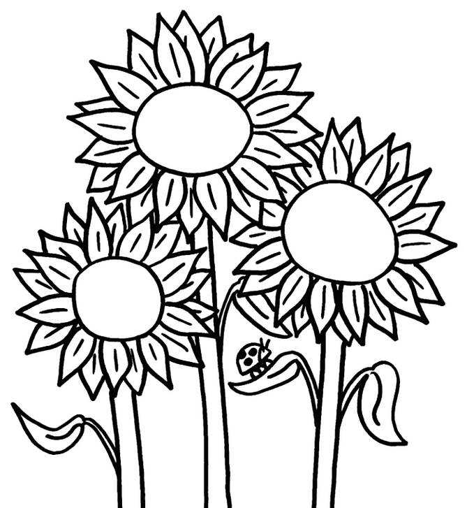 gambar bunga matahari hitam putih5