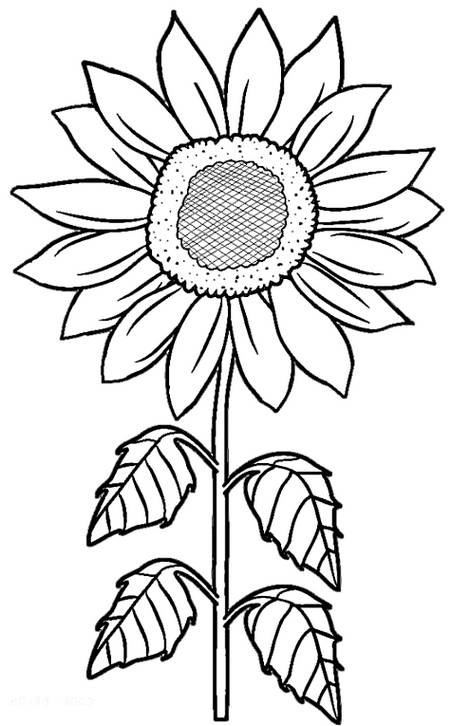 gambar bunga matahari hitam putih6