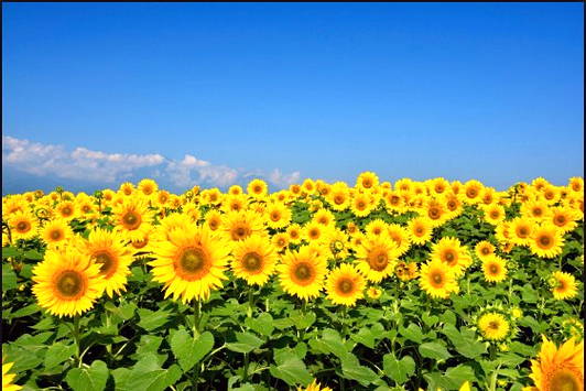 20 Inspirasi Bunga  Matahari  Contoh Kolase Dari  Biji  