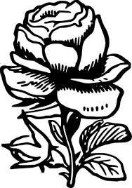 gambar bunga ros hitam putih - koleksi gambar bunga