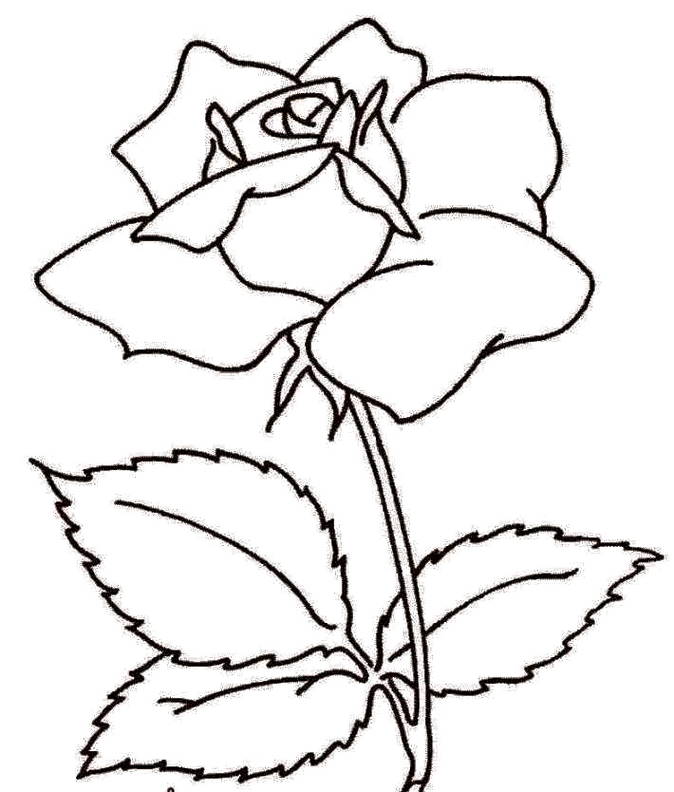  Gambar Bunga Mawar Hitam Putih Simple 