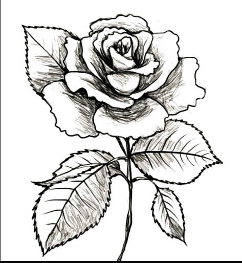 gambar bunga mawar hitam putih7