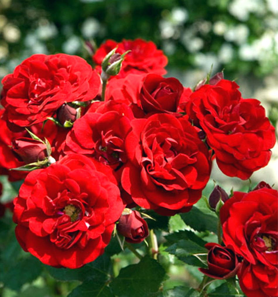  Gambar Bunga Mawar Merah Yang Sangat Cantik  Wallpaper 