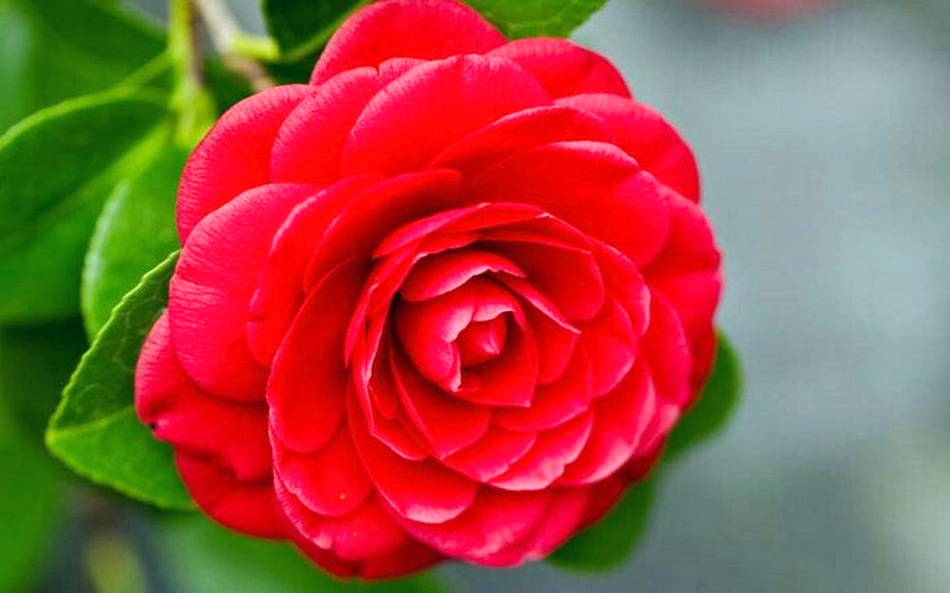 Gambar Bunga Mawar Merah Harian Nusantara