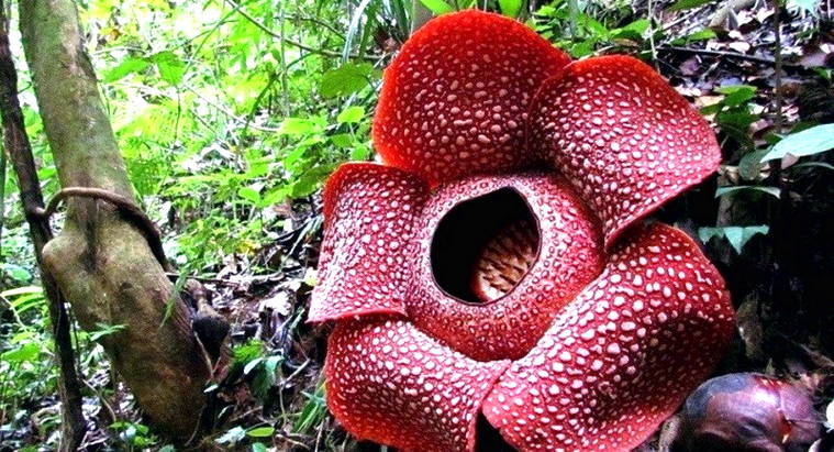  Gambar Bunga Raflesia  Harian Nusantara