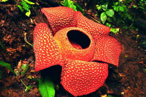 Gambar Bunga Raflesia