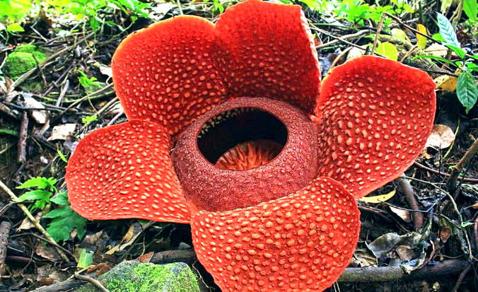 Paling Bagus 16+ Sketsa Bunga Rafflesia Arnoldi - Gambar Bunga Indah