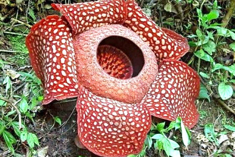 Gambar Bunga  Raflesia  Harian Nusantara