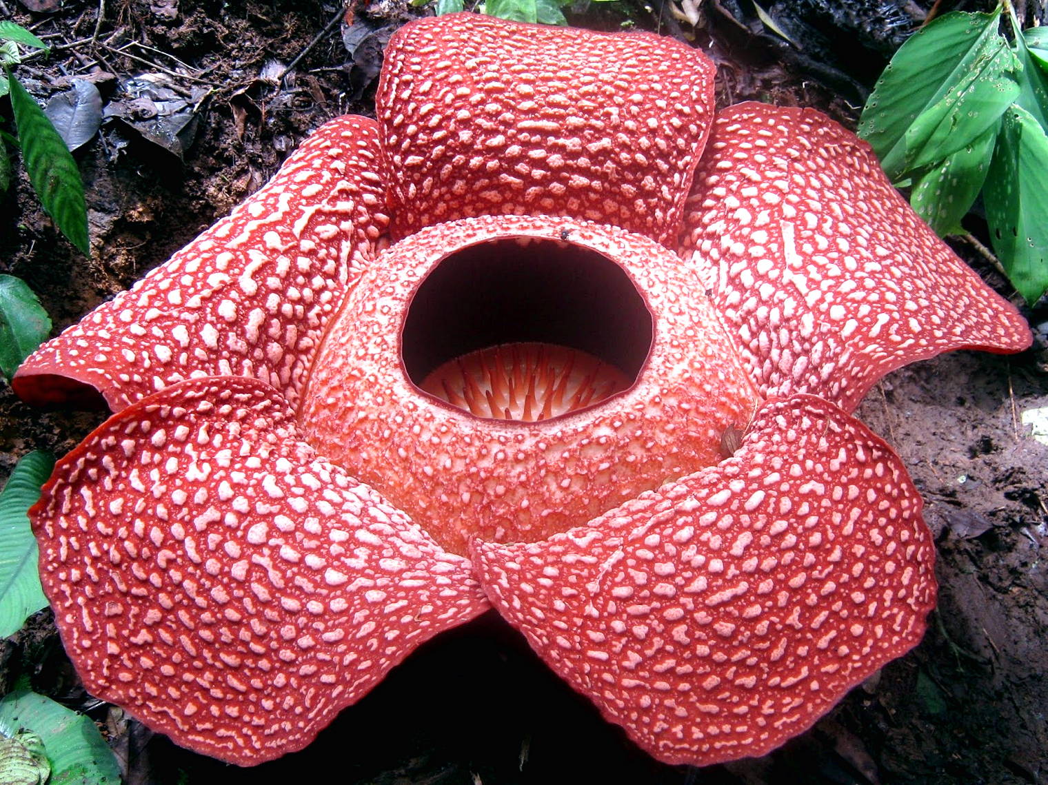 Gambar Bunga Raflesia Harian Nusantara