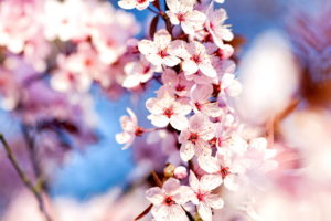 Gambar Bunga Sakura