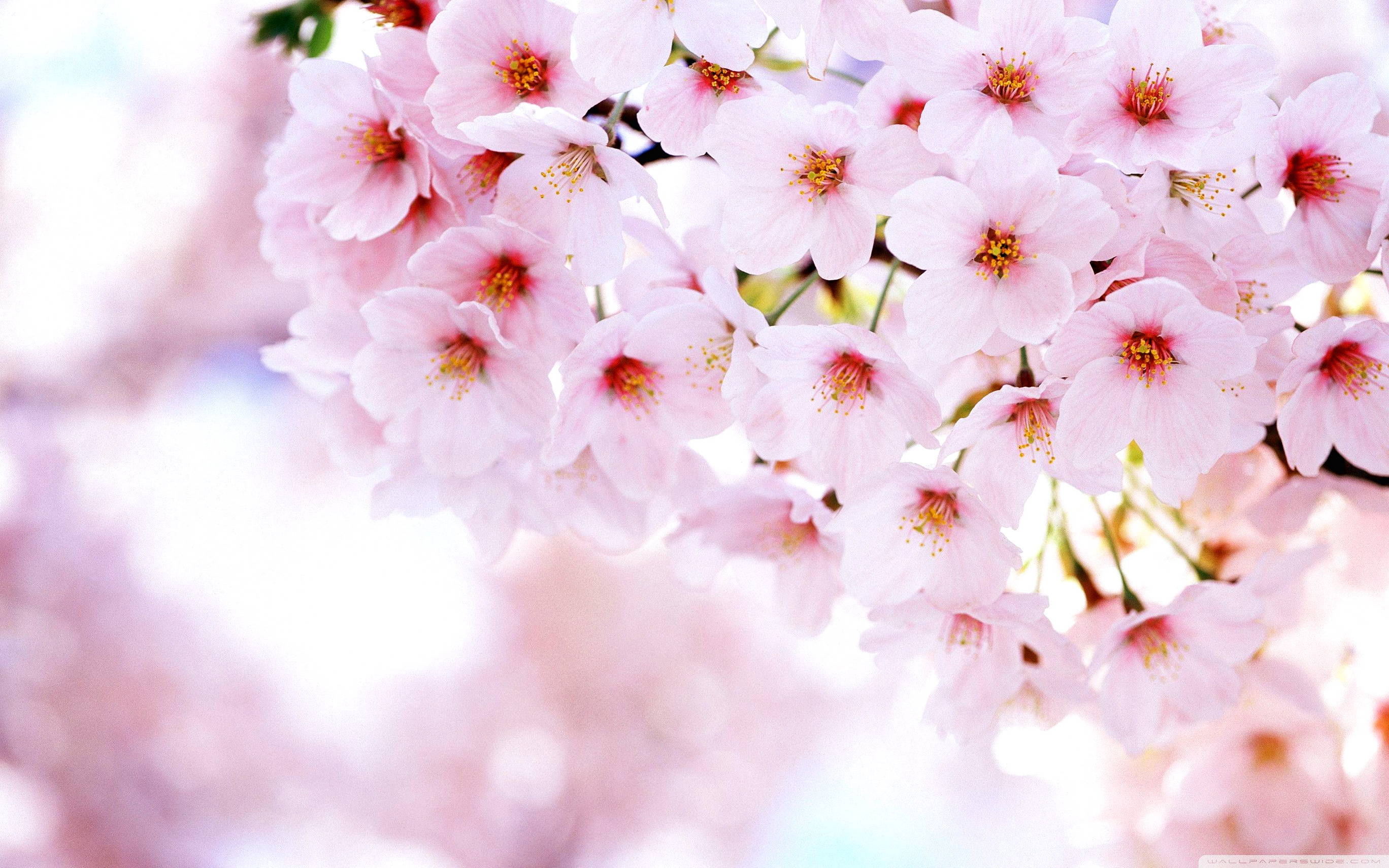 Gambar Bunga Sakura Harian Nusantara