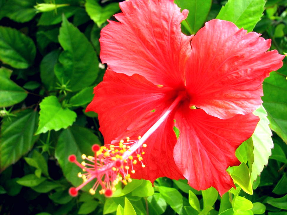 Fantastis 13 Gambar Tumbuhan  Bunga  Sepatu  Gambar Bunga  HD
