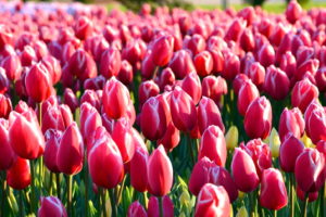 Gambar Bunga Tulip