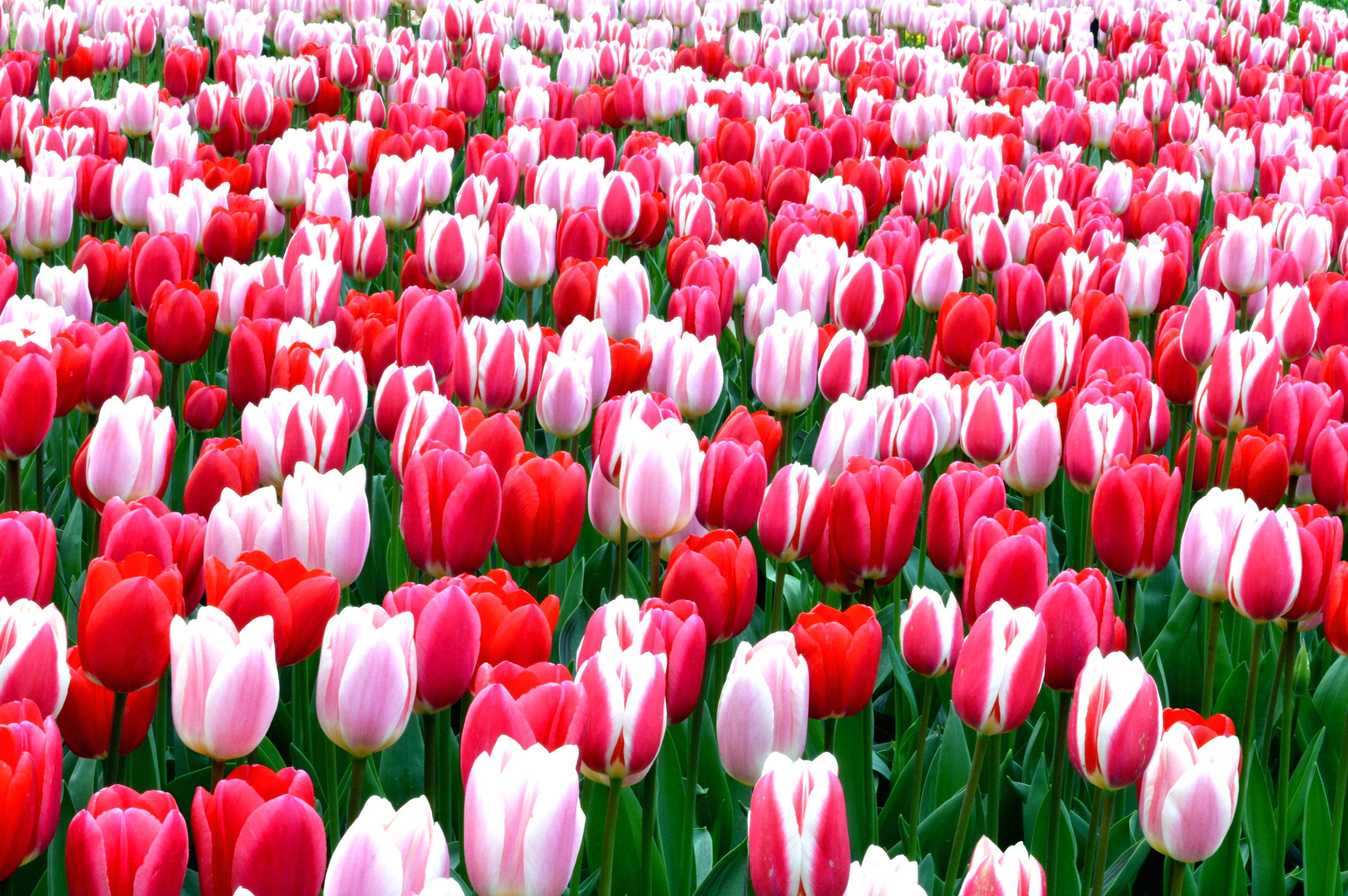 Gambar Bunga Tulip Harian Nusantara