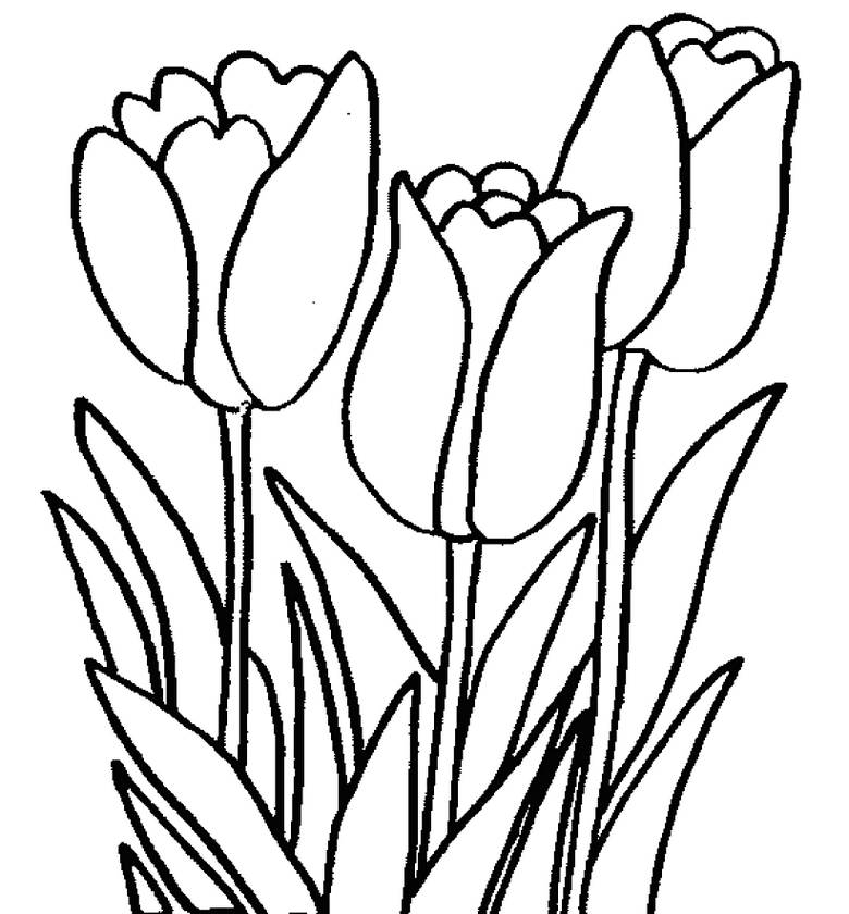Gambar Mewarnai Bunga Tulip Harian Nusantara