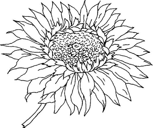 Gambar Sketsa Bunga Matahari