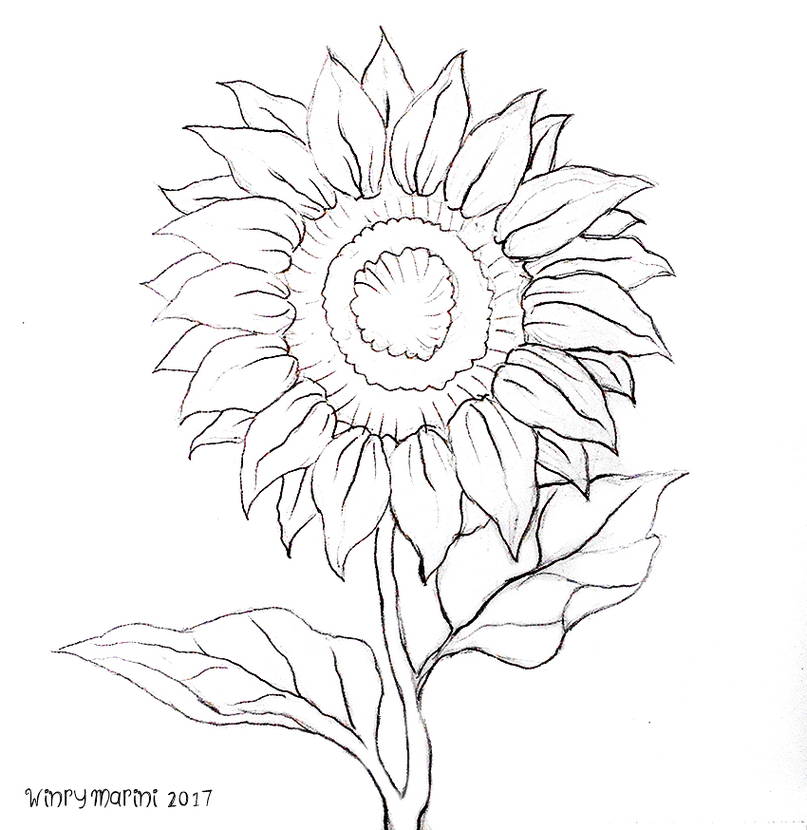 Gambar Sketsa Bunga Matahari Harian Nusantara