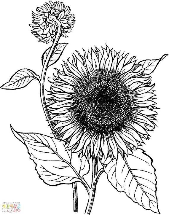 Gambar Sketsa Bunga Matahari