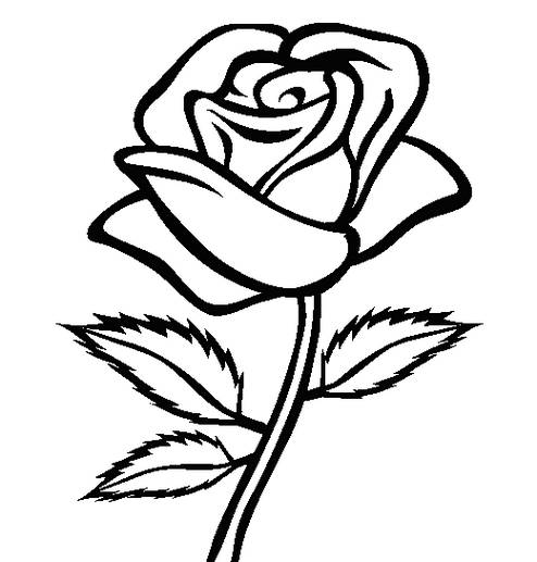 Gambar Sketsa Bunga Mawar Harian Nusantara