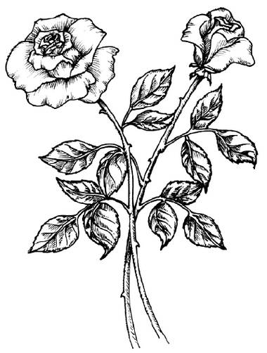 Gambar Sketsa Bunga Mawar Harian Nusantara