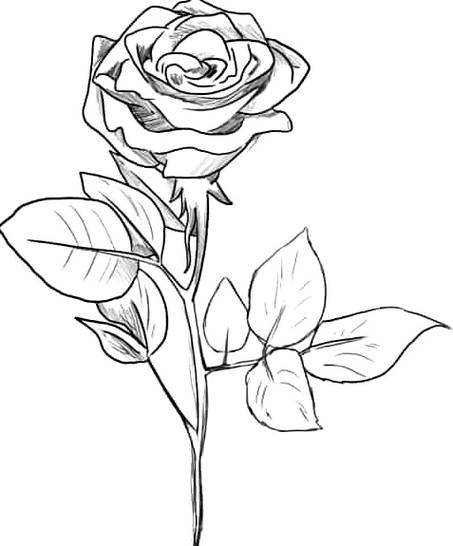 gambar sketsa bunga mawar8