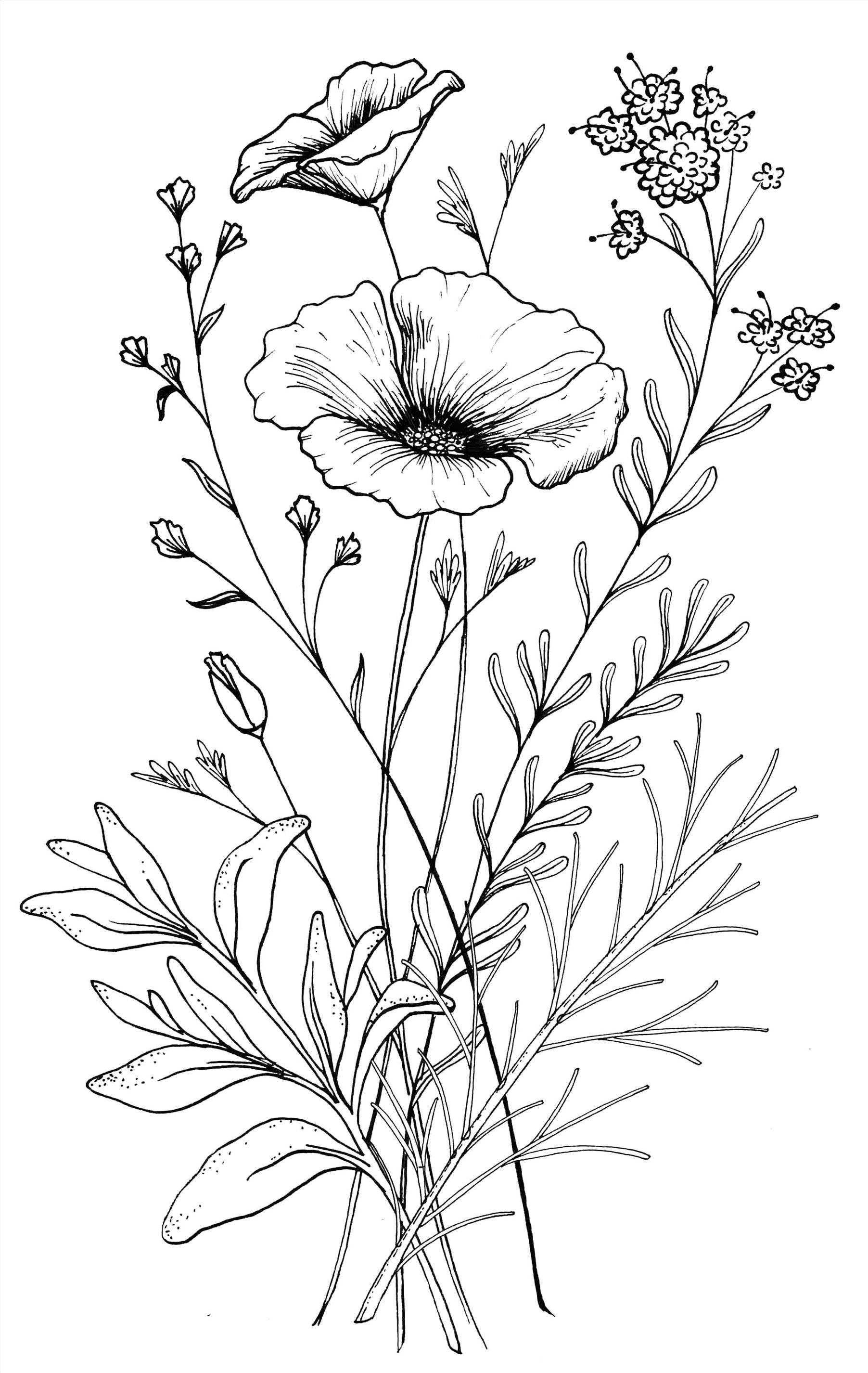 Sketsa Bunga Tulip Sederhana ~ 39+ Gambar Sketsa Bunga Indah, Sakura, Mawar, Melati, Matahari, Anggrek