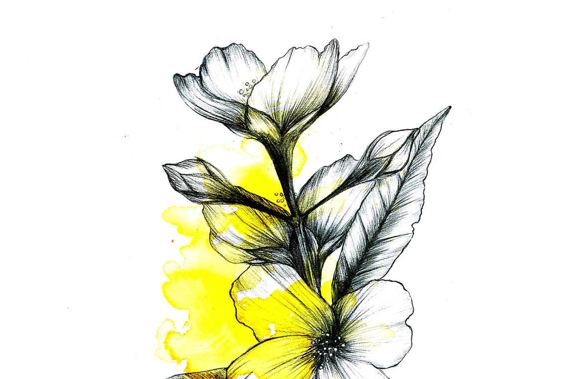 Gambar sketsa bunga | Harian Nusantara