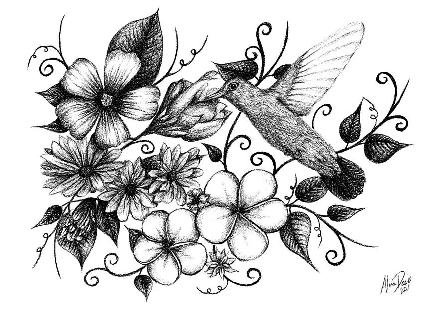 Gambar sketsa  bunga  Harian Nusantara