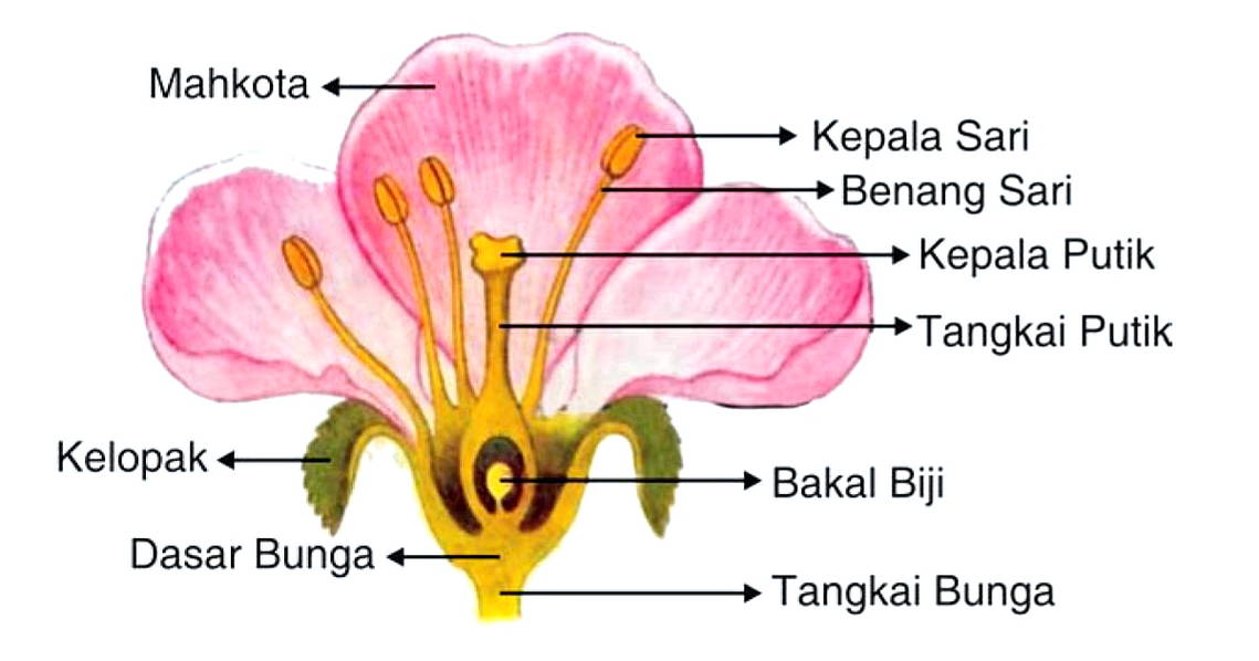 Gambar Struktur Bunga | Harian Nusantara