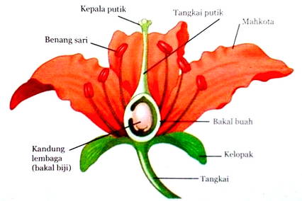 Gambar Struktur Bunga  Harian Nusantara
