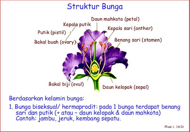 Gambar Struktur Bunga Harian Nusantara