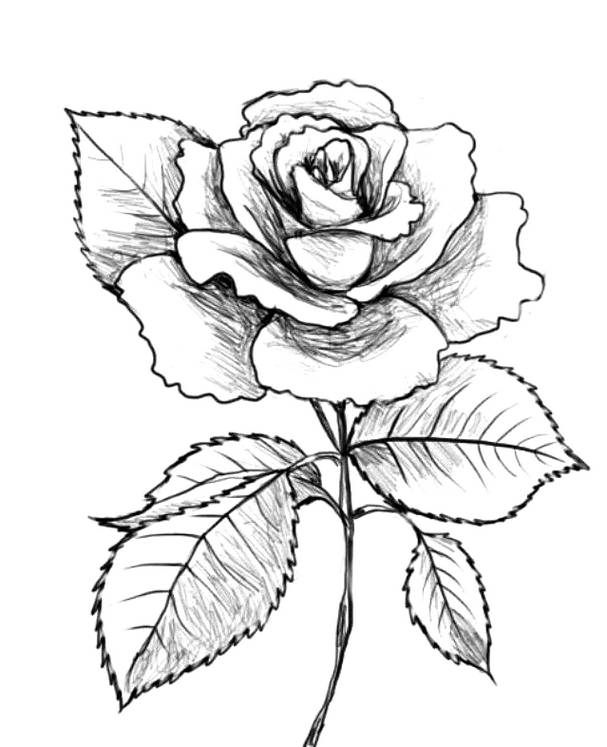 sketsa gambar bunga mawar1