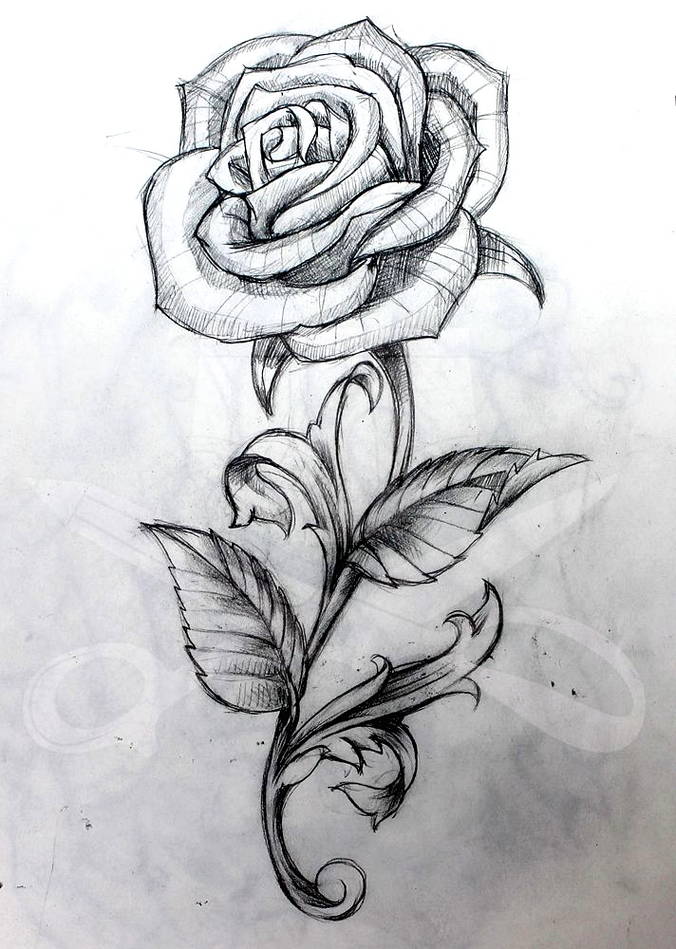 Sketsa gambar bunga mawar | Harian Nusantara