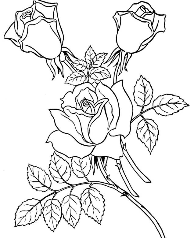 sketsa gambar bunga mawar4