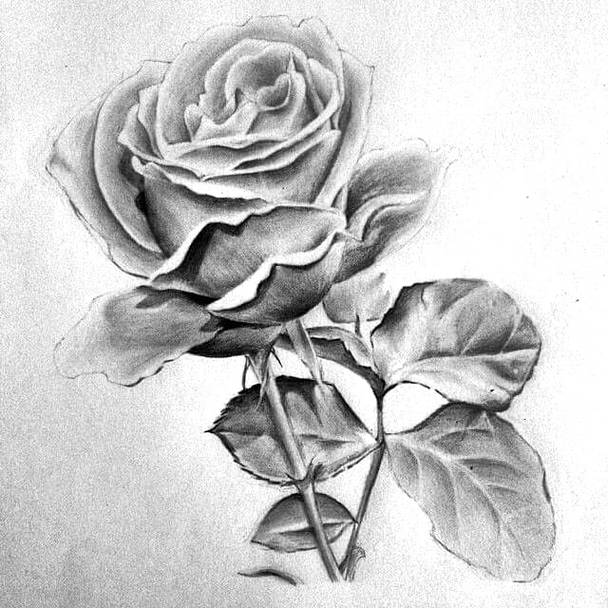 Sketsa Gambar Bunga Mawar