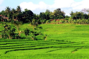 Gambar Pemandangan Alam Pedesaan