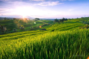Gambar Pemandangan Sawah